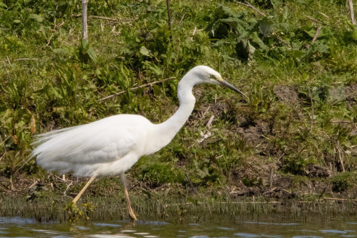 Grande Aigrette - ML618330378