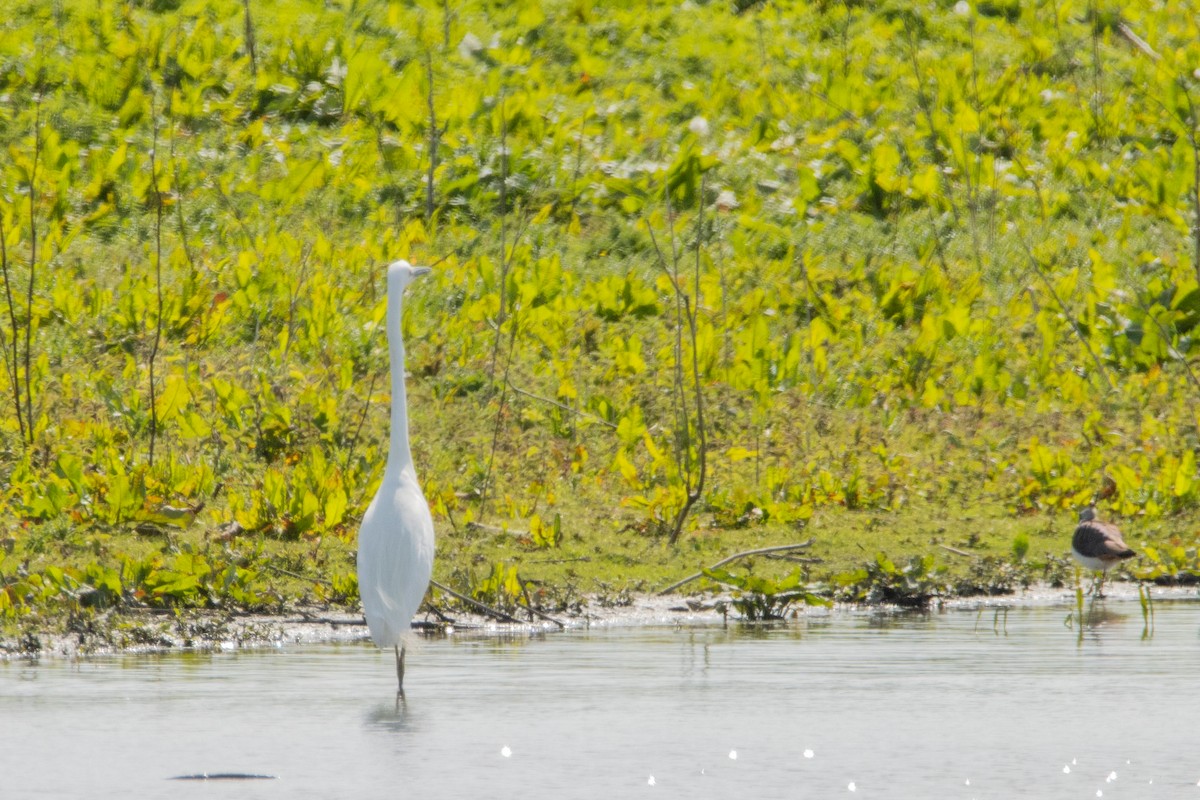 Great Egret - ML618330380