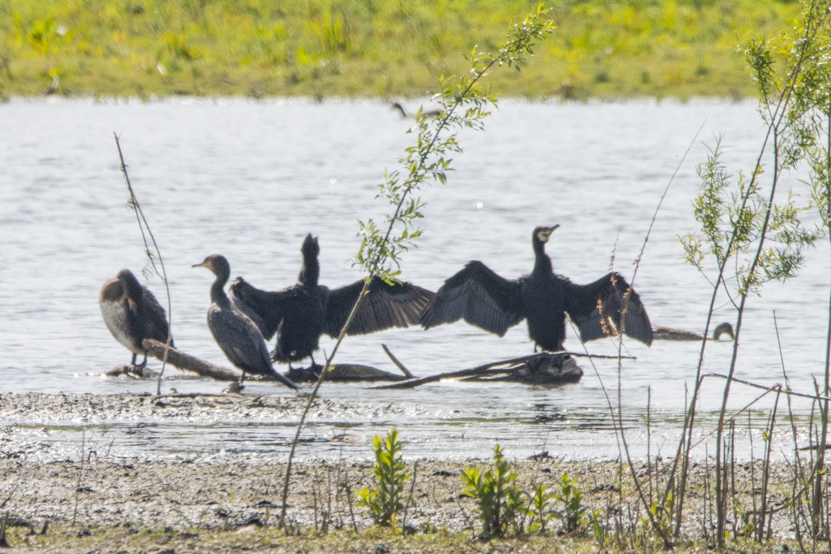 Cormorán Grande - ML618330389