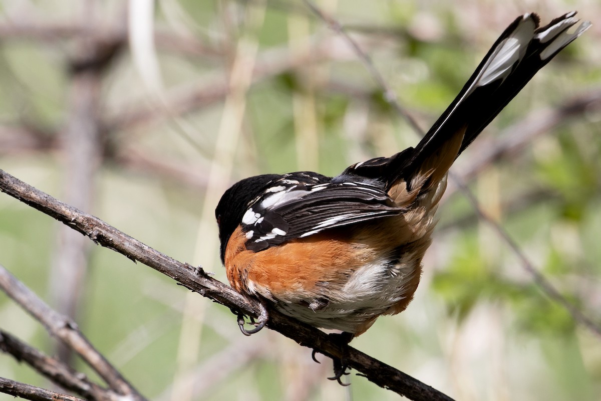 Spotted Towhee - Richard Bunn