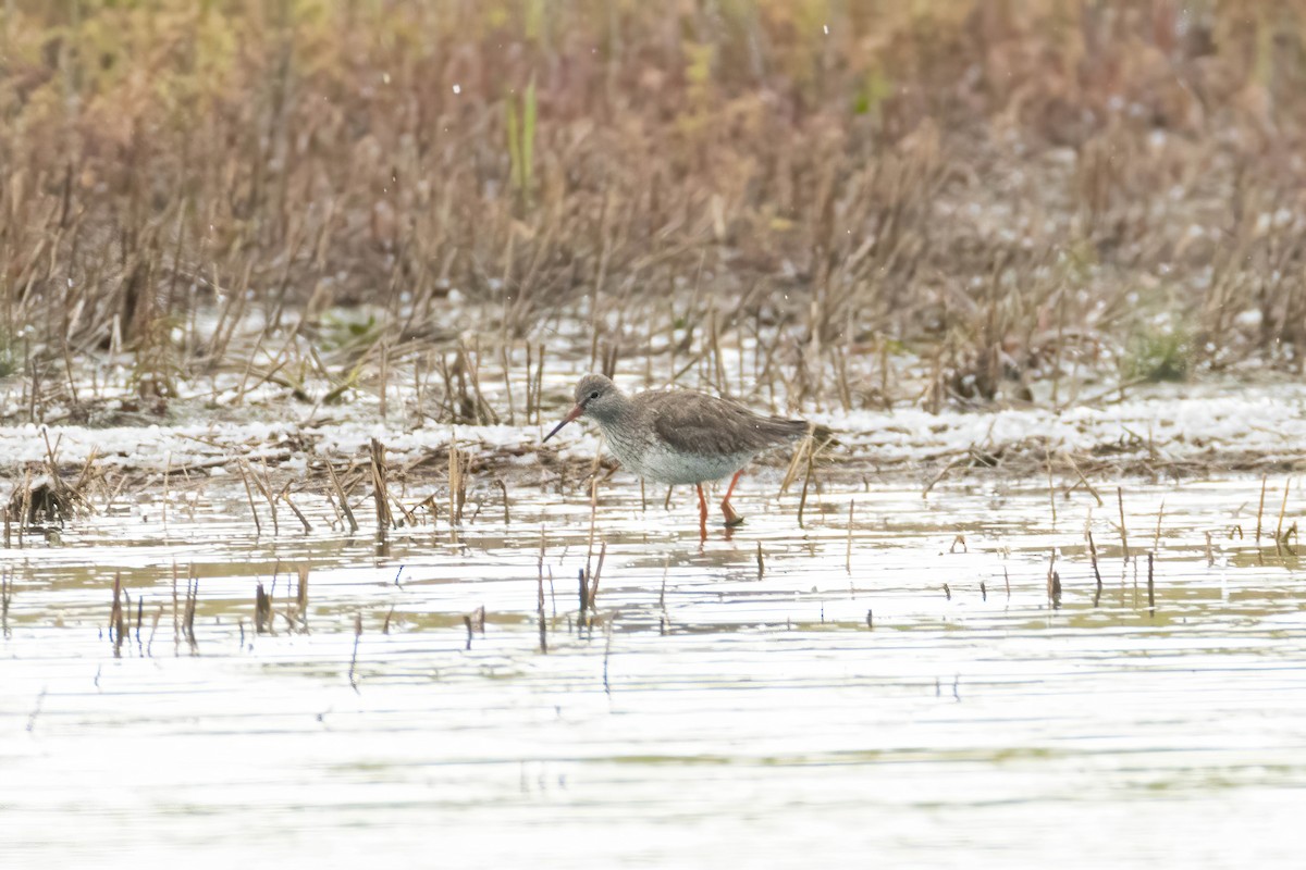 Common Redshank - ML618330416