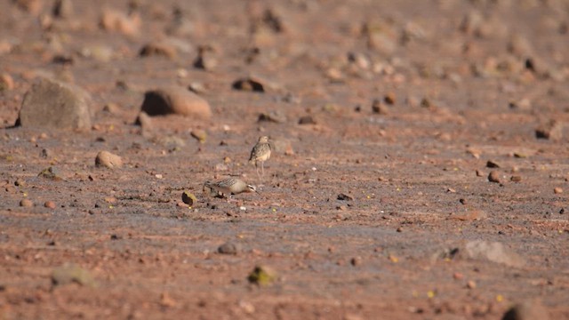 Tawny-throated Dotterel - ML618330499