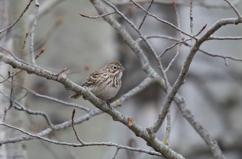 Vesper Sparrow - Josée Rousseau