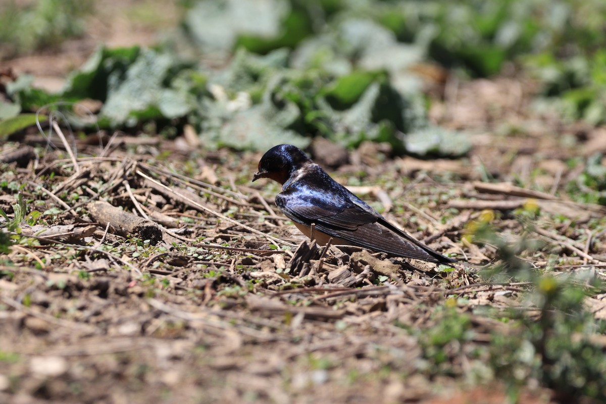 Barn Swallow - ML618330531