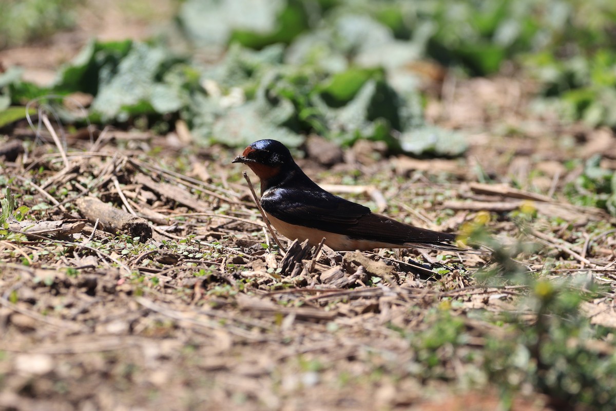 Barn Swallow - ML618330532