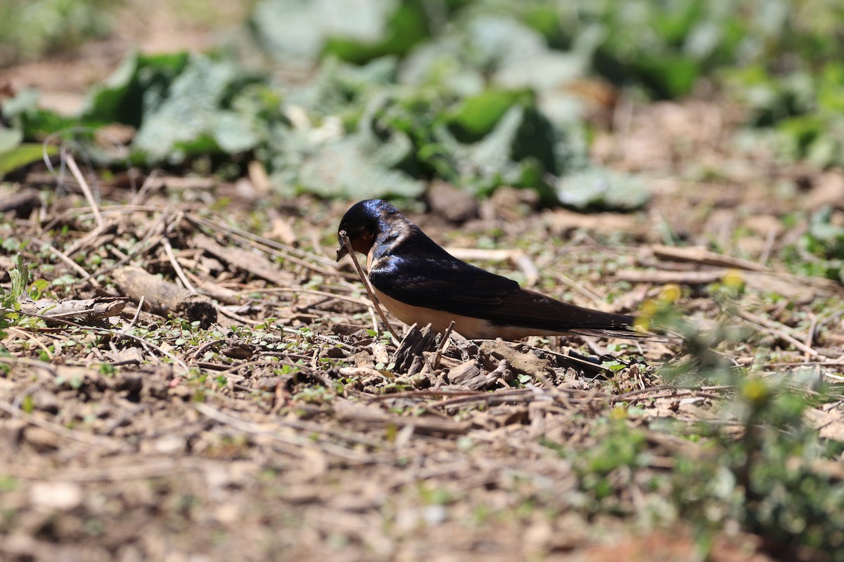 Barn Swallow - ML618330533