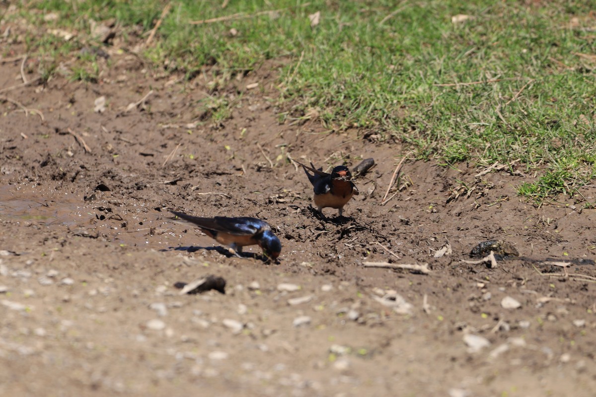 Barn Swallow - Gailen Wilbrink