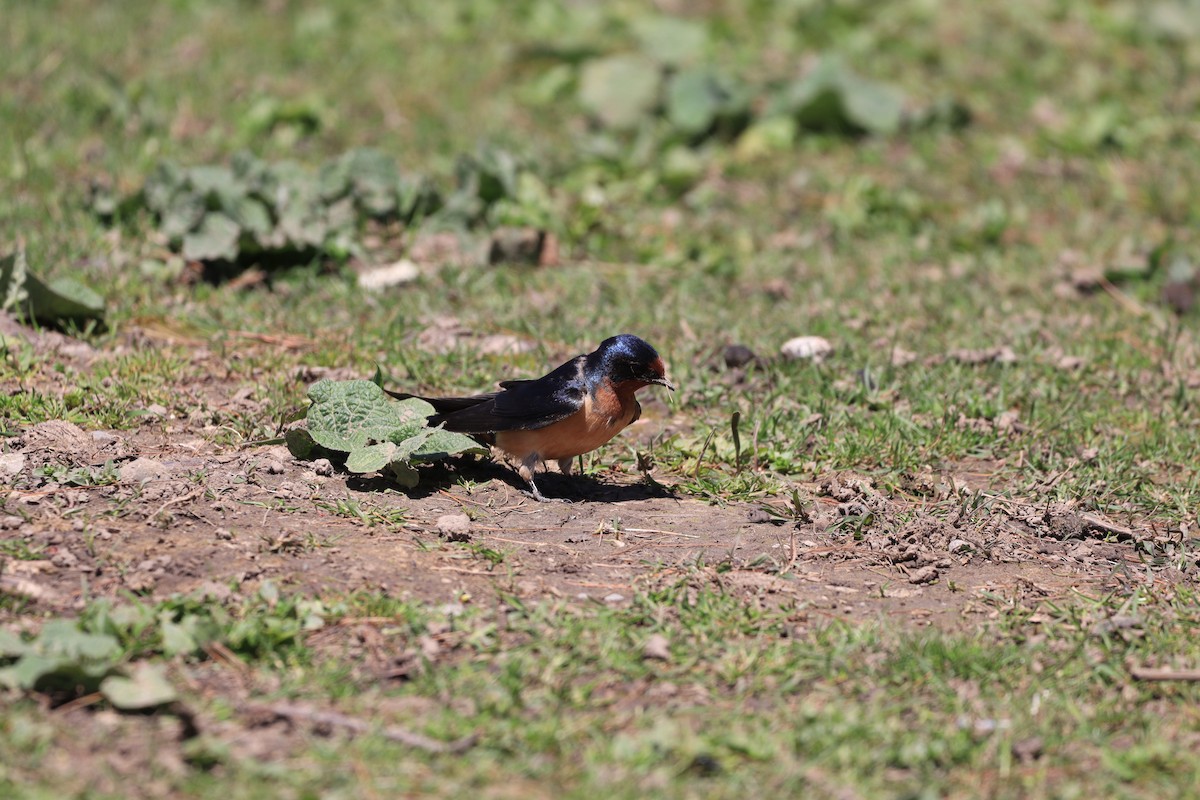 Barn Swallow - ML618330541