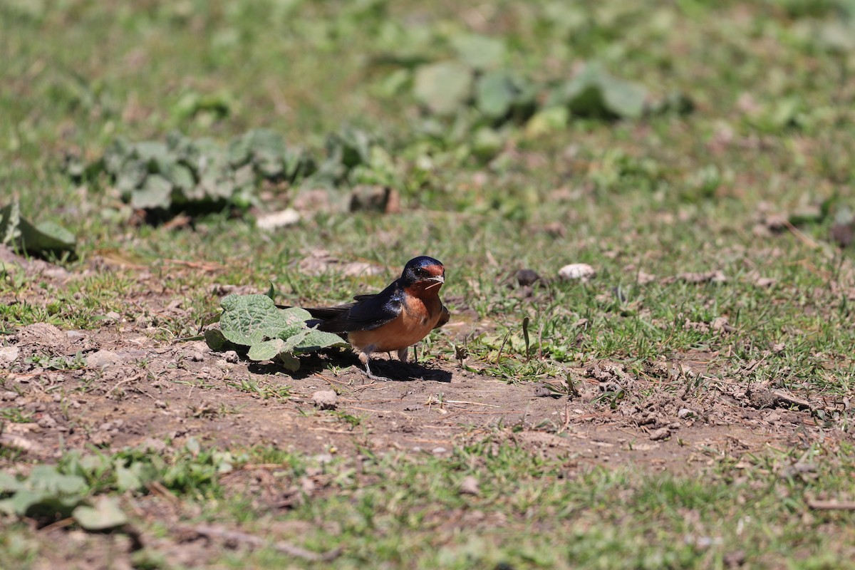 Golondrina Común - ML618330542