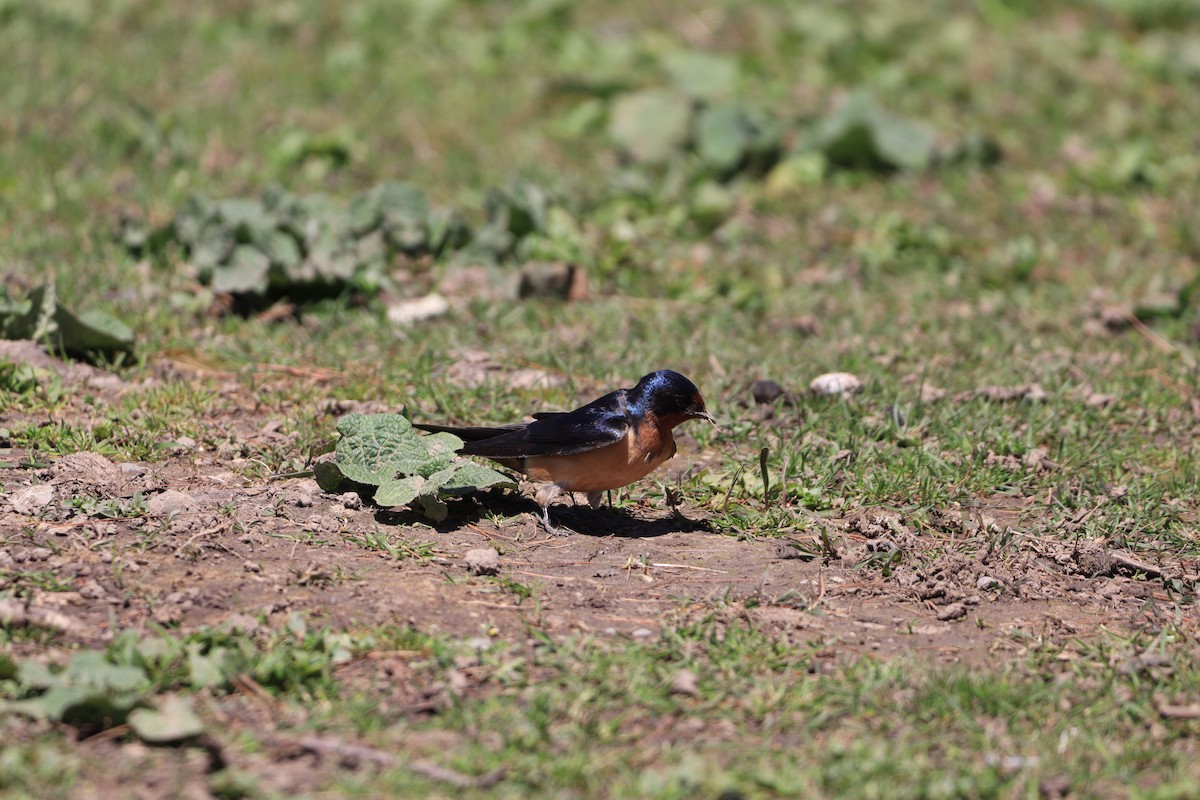 Barn Swallow - ML618330543