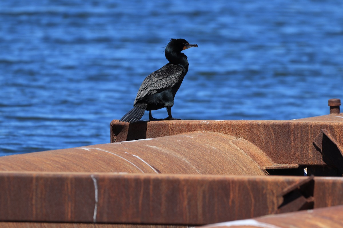 Double-crested Cormorant - ML618330552