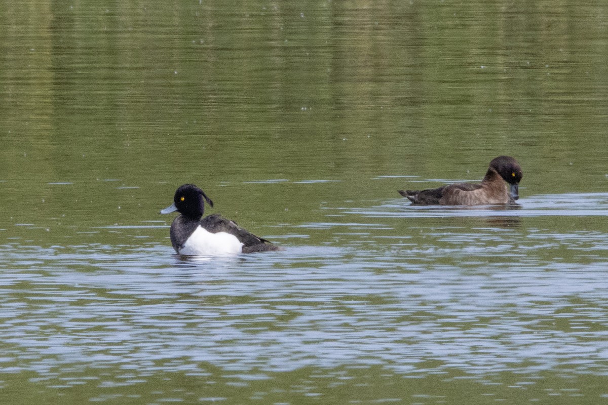 Tufted Duck - Jeff Hullstrung