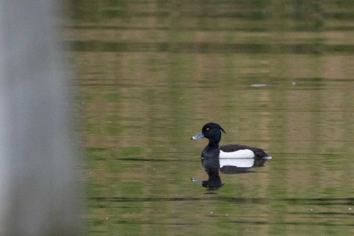 Tufted Duck - Jeff Hullstrung