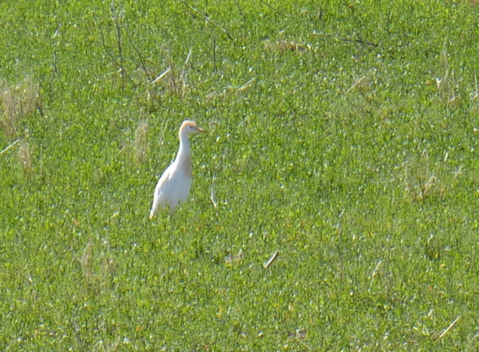 Western Cattle Egret - Laura Rhoden