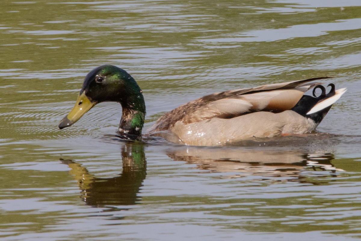 Mallard - ML618330583