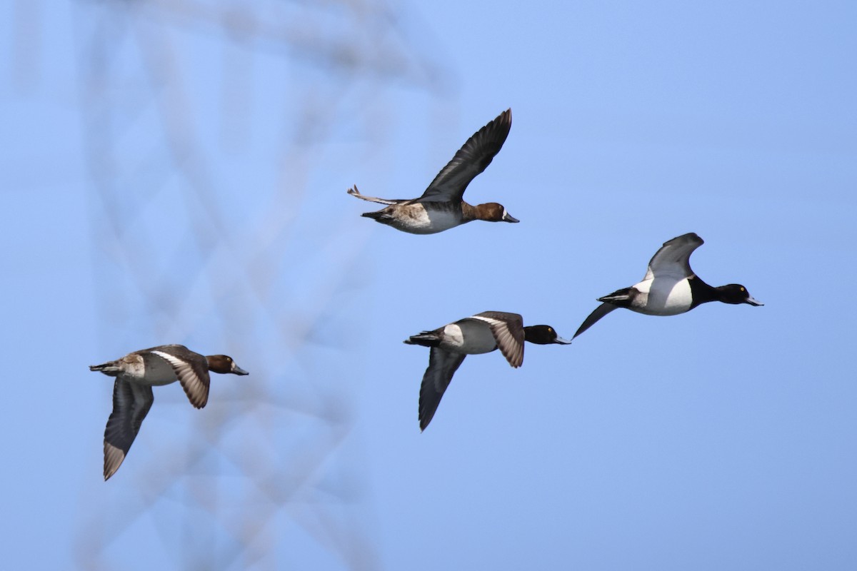 斑背潛鴨 - ML618330590