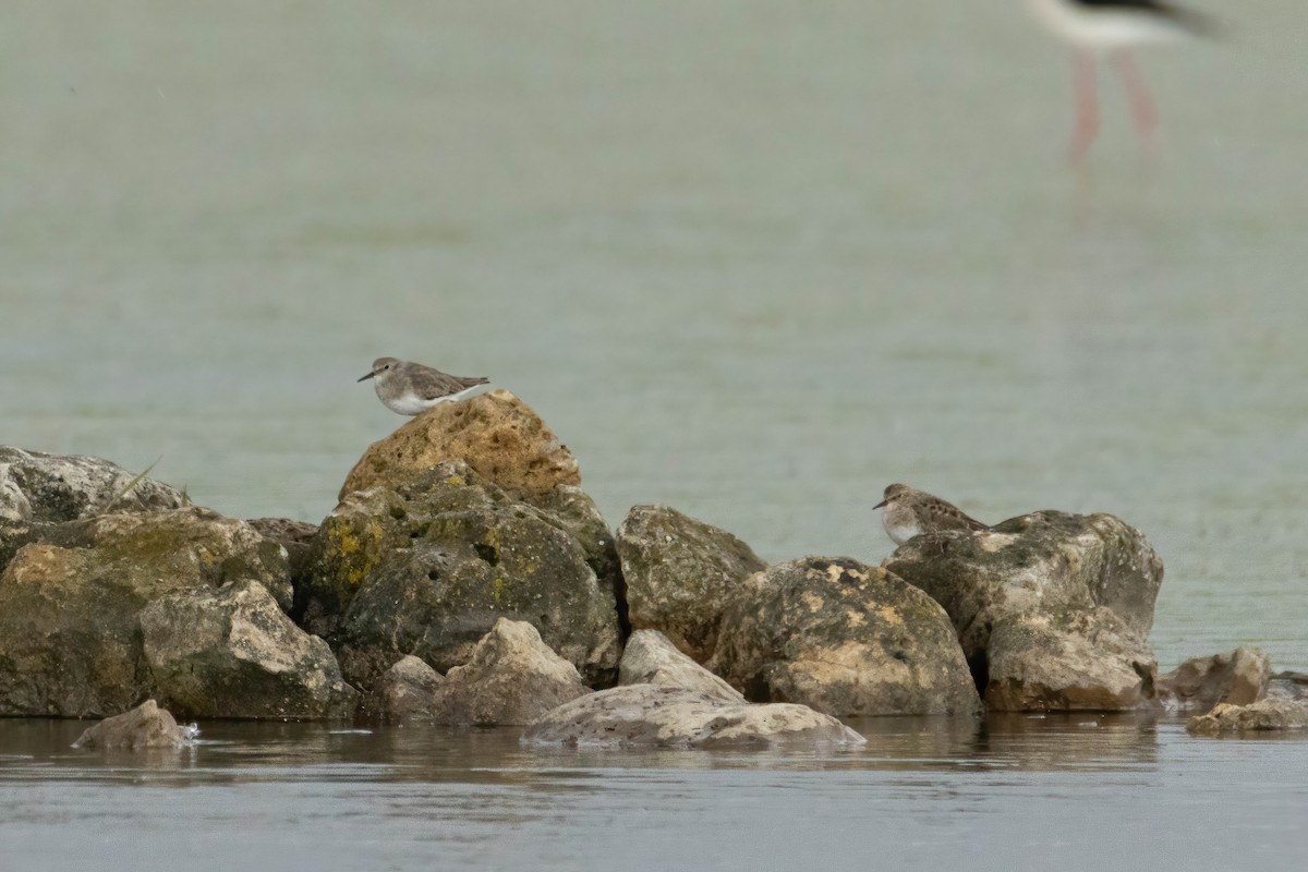 Temminck's Stint - Alejandro Sanz