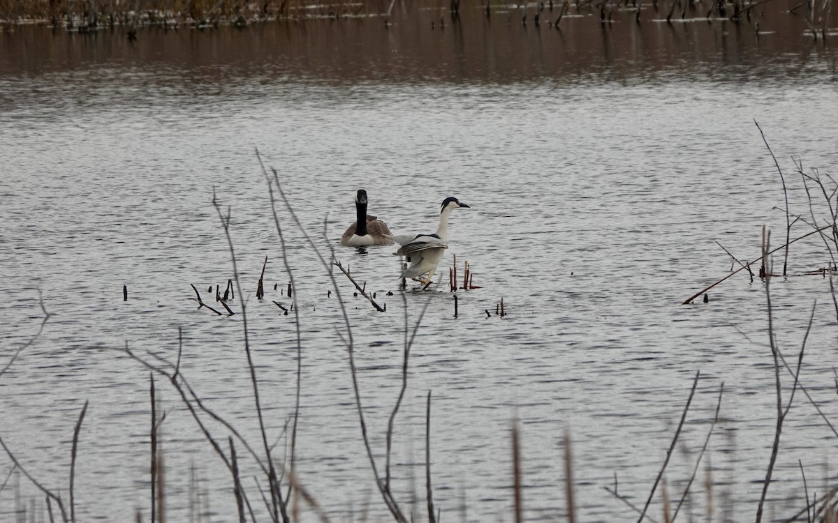 Black-crowned Night Heron - ML618330614