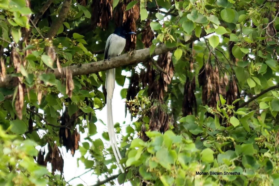 Indian Paradise-Flycatcher - ML618330632