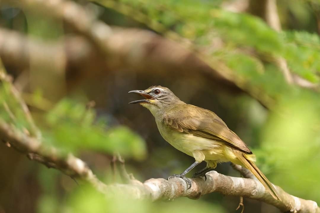 White-browed Bulbul - ML618330678