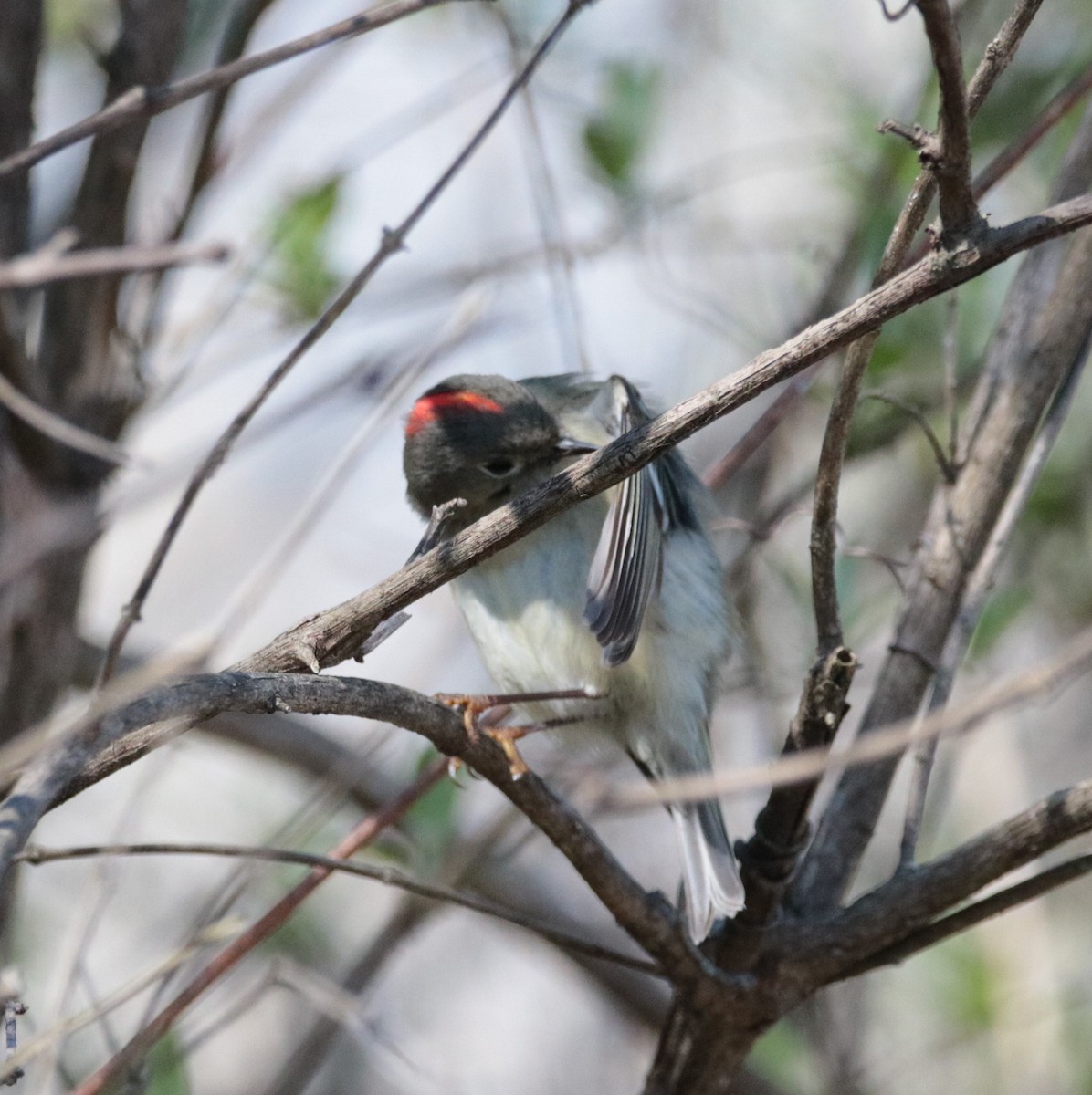 Ruby-crowned Kinglet - Kate Schnurr