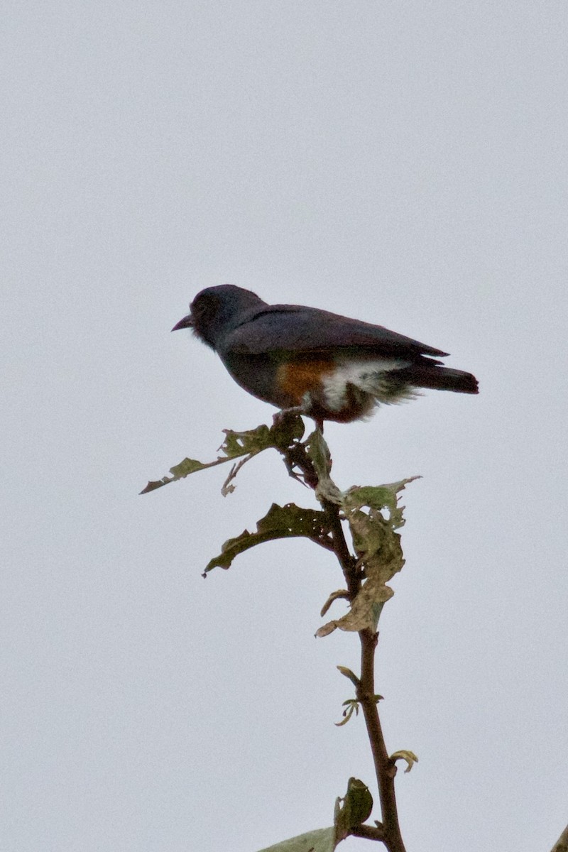 Swallow-winged Puffbird - Paul Petrus