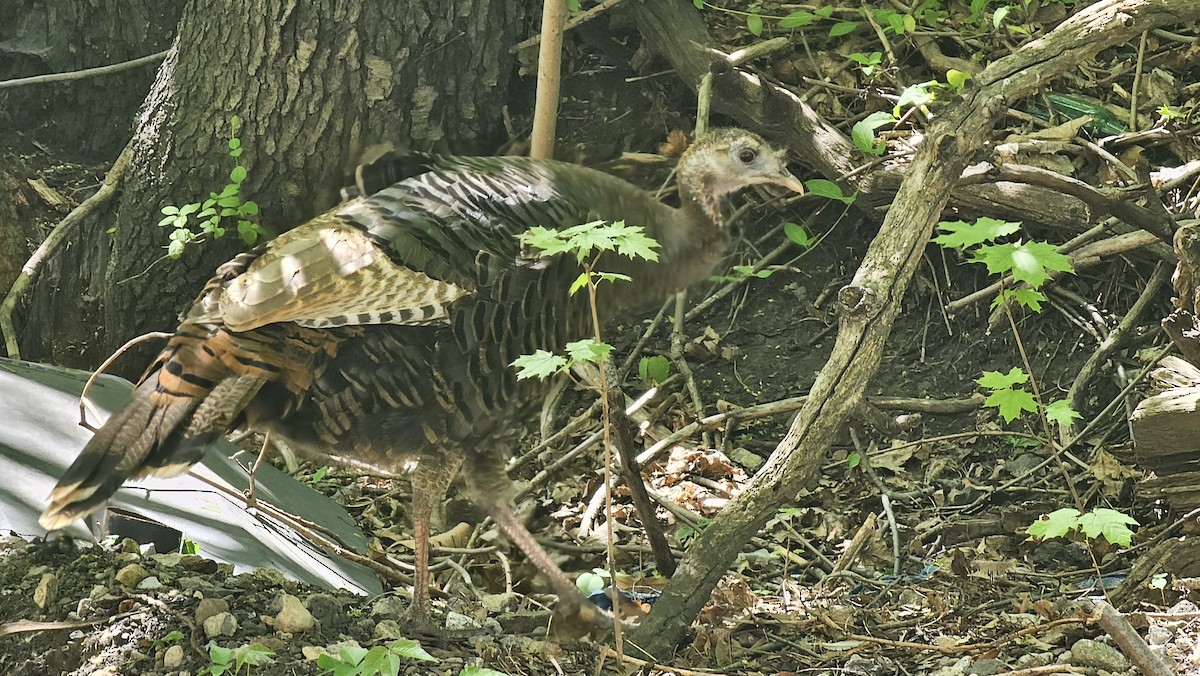 Wild Turkey - ML618330720