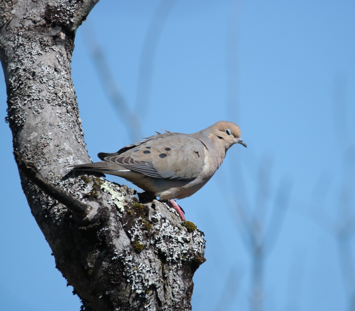 Mourning Dove - Kate Schnurr