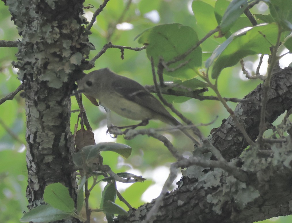 Vireo de Hutton - ML618330736