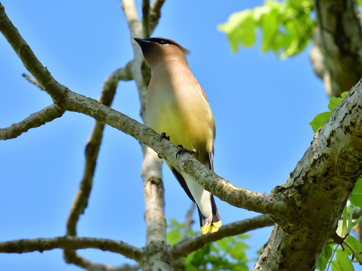 Cedar Waxwing - Anonymous