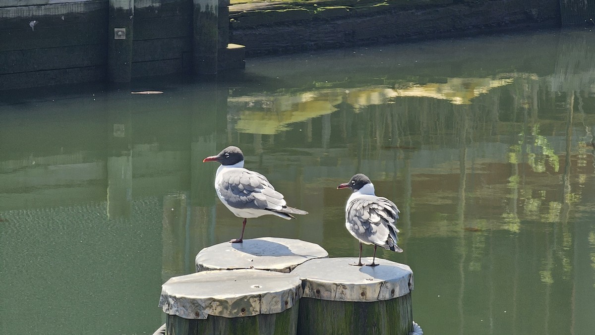 Laughing Gull - Brandon Michael Lowden