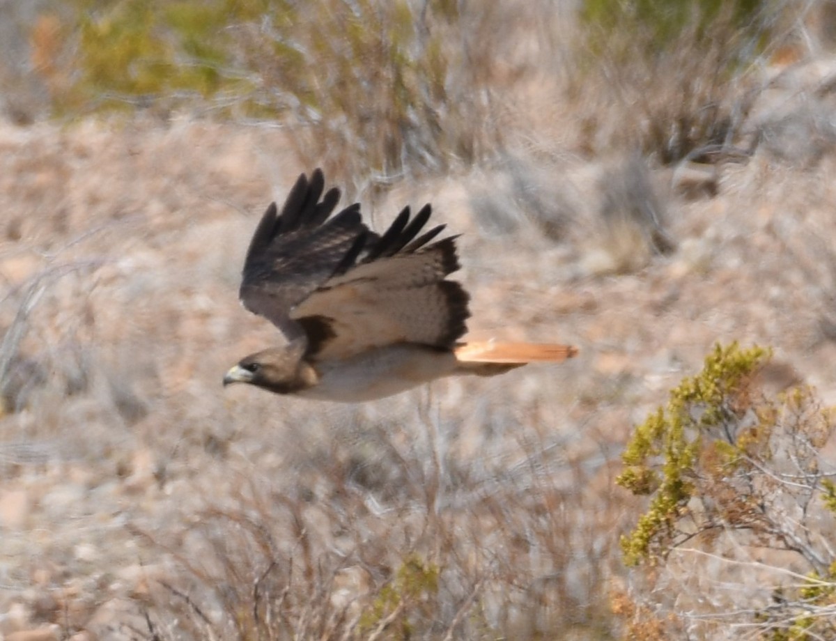 Rotschwanzbussard (fuertesi) - ML618330761