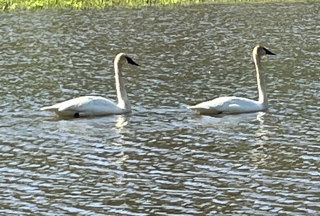 Trumpeter Swan - Judy Ferris