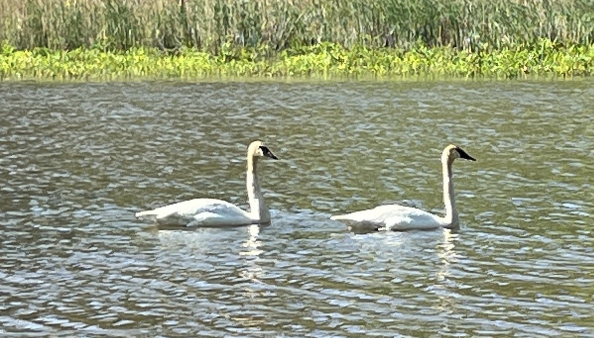 Trumpeter Swan - ML618330806