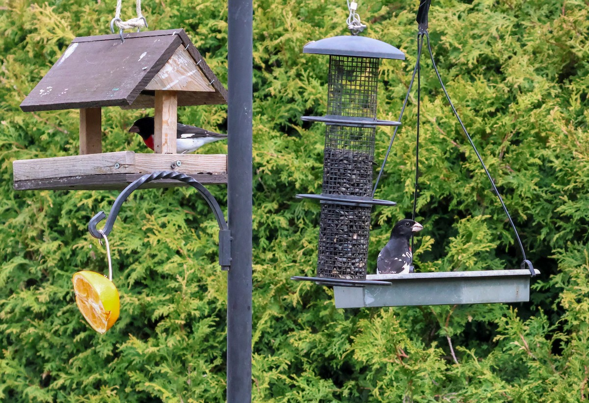 Rose-breasted Grosbeak - ML618330837