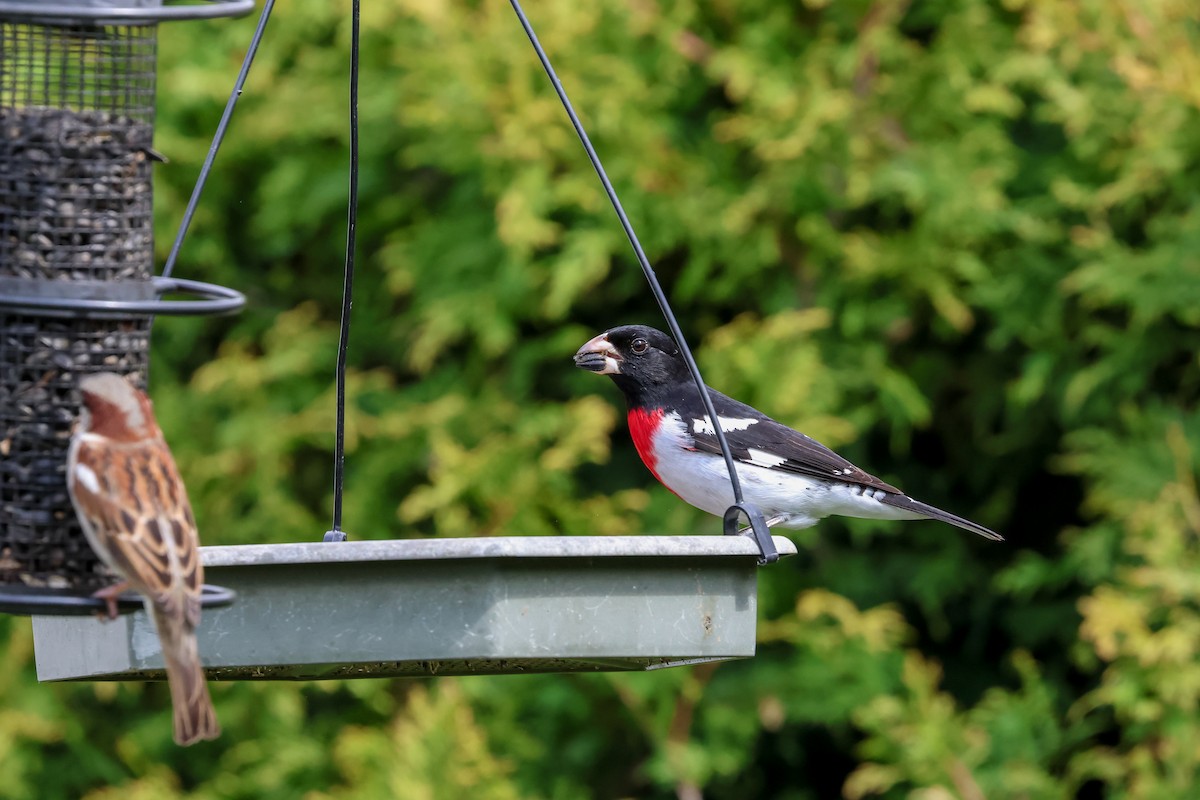 Rose-breasted Grosbeak - ML618330838