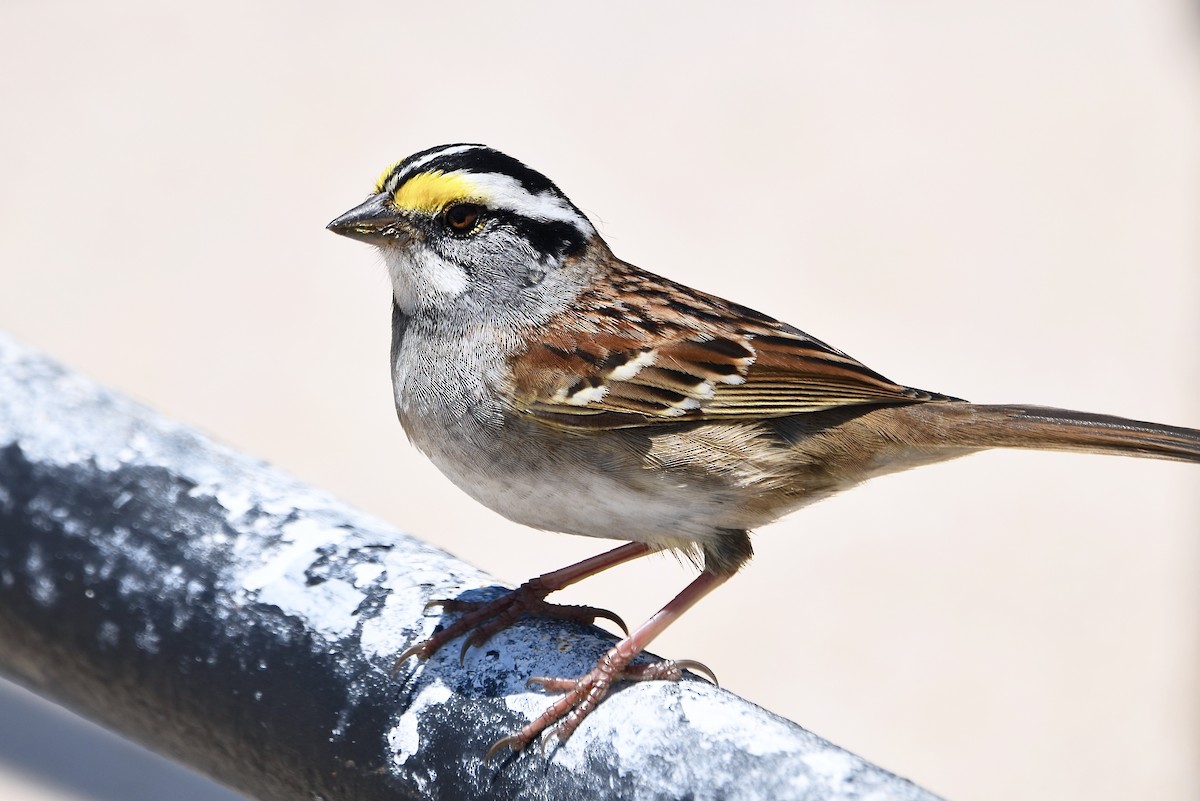 White-throated Sparrow - Eva Bottelli