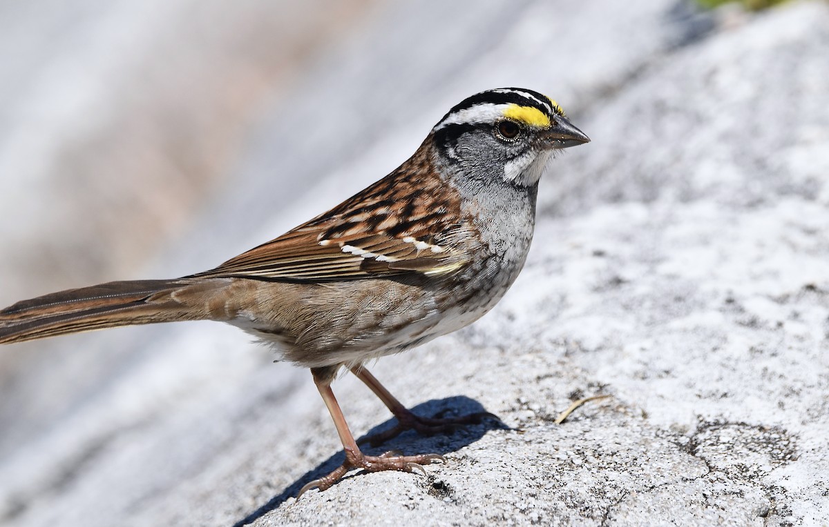 White-throated Sparrow - Eva Bottelli