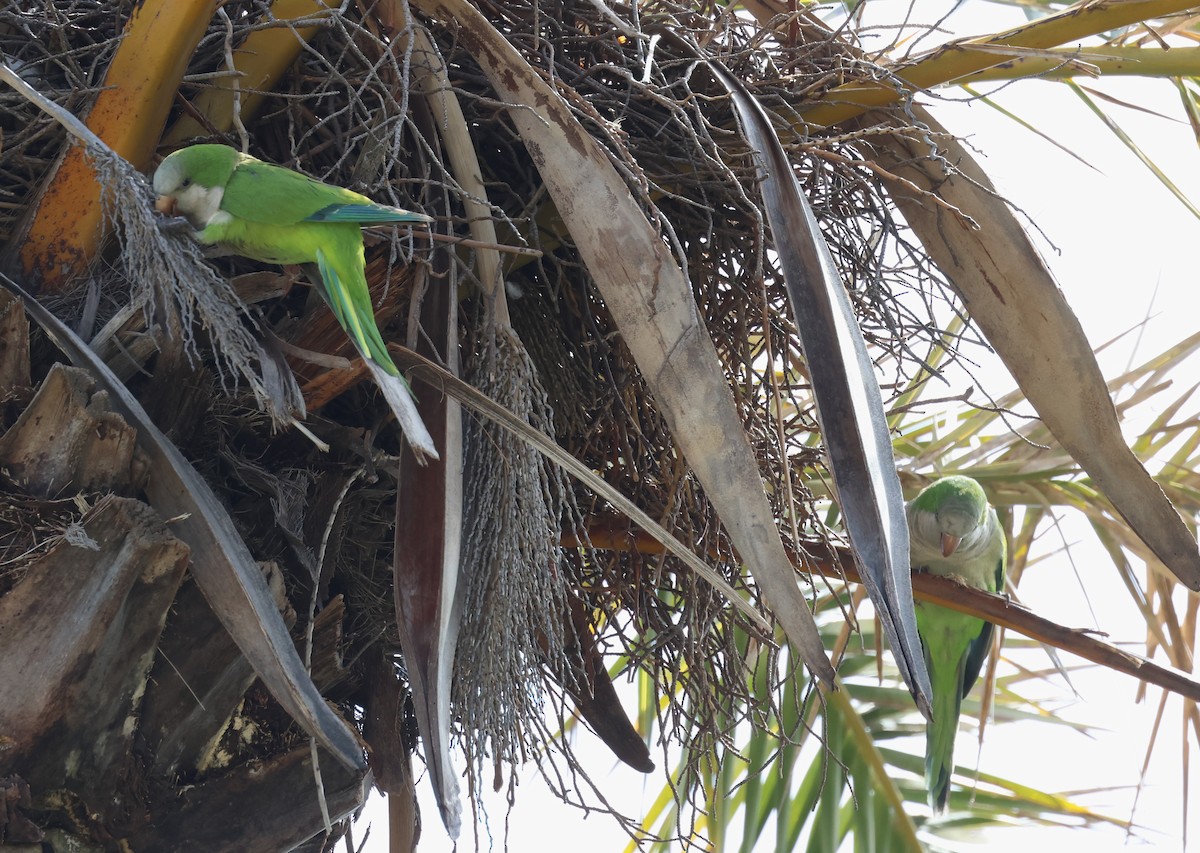 Monk Parakeet - Faustino Chamizo Ragel