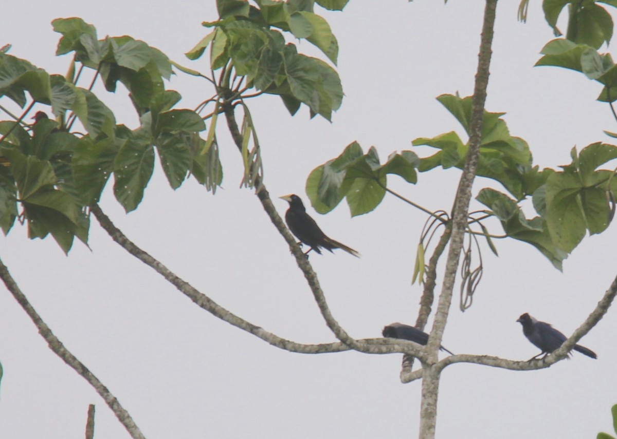 Crested Oropendola - ML618330975