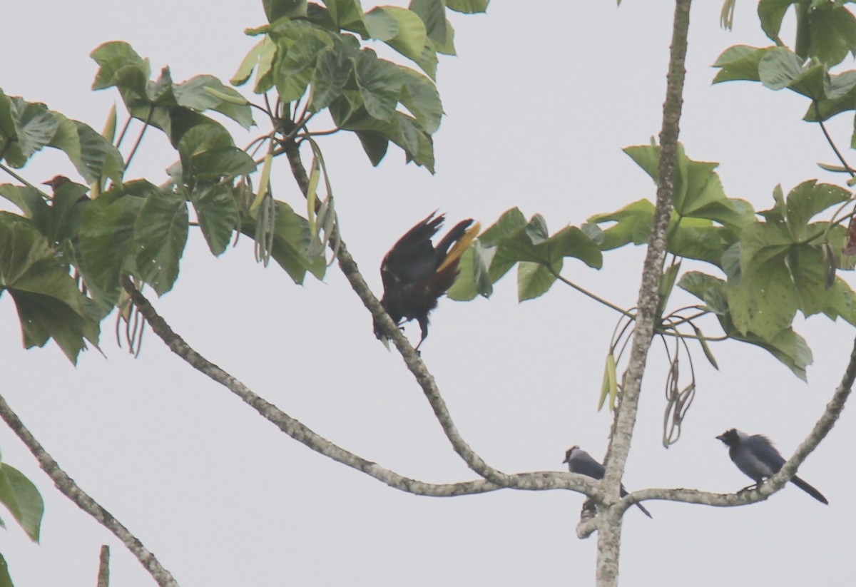 Crested Oropendola - ML618330976