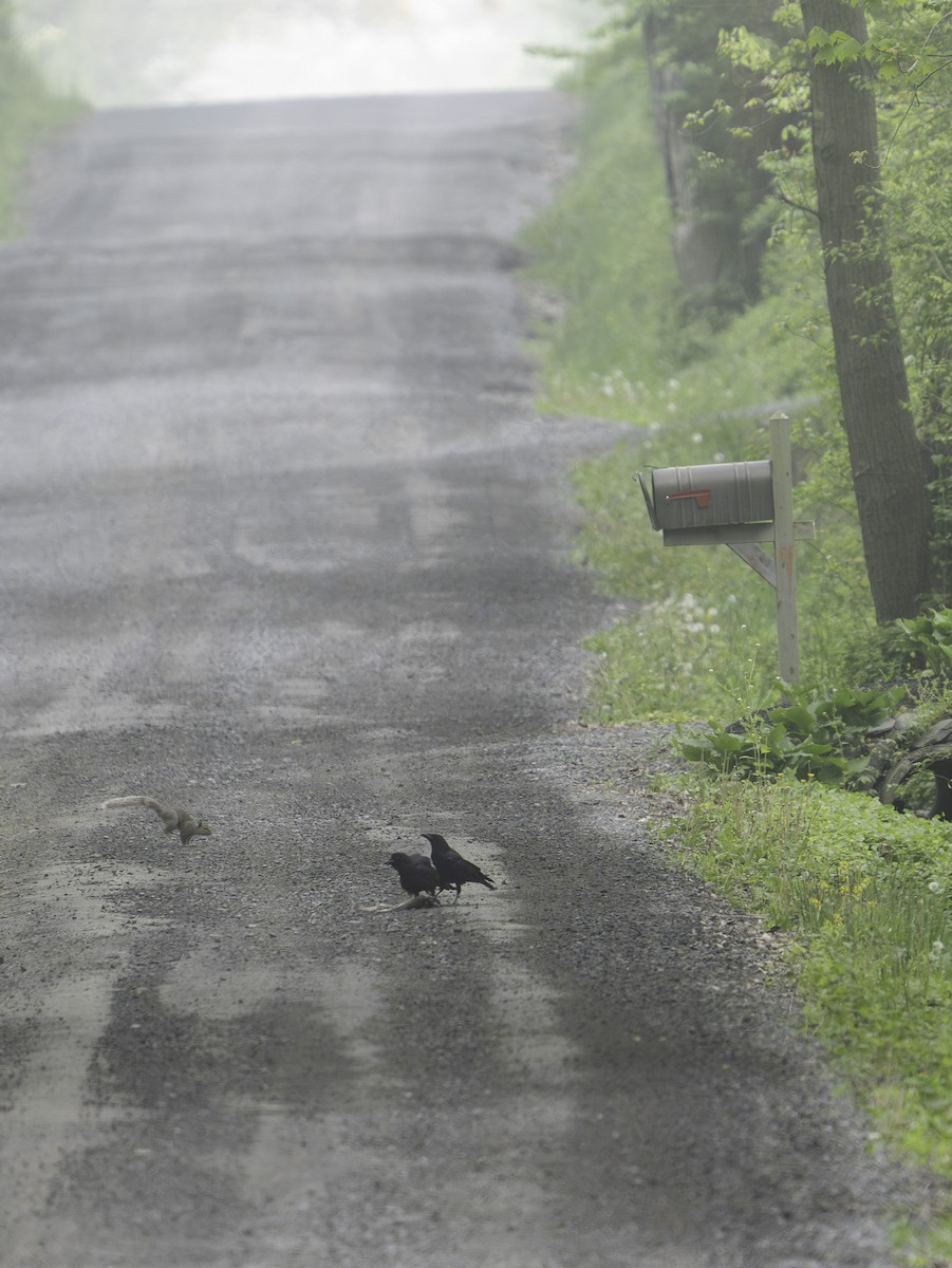 American Crow - Scott Fraser