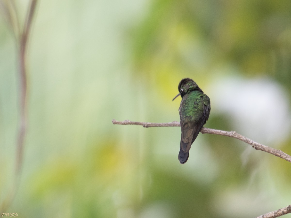 Cuban Emerald - ML618331057