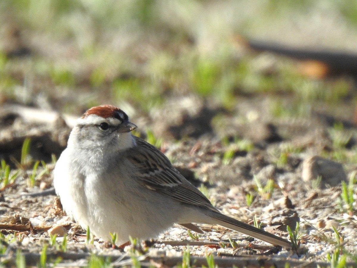 Chipping Sparrow - ML618331079
