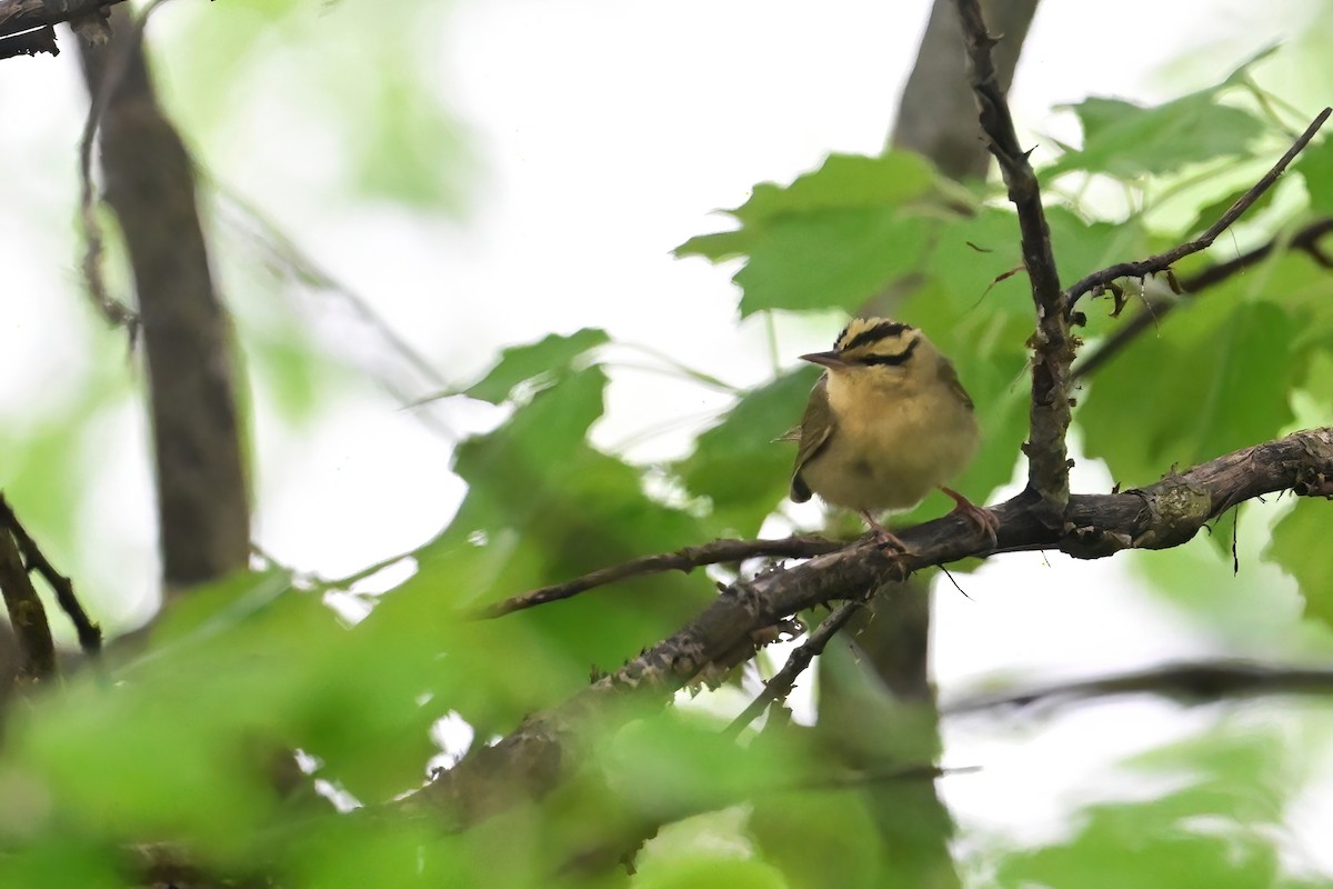 Paruline vermivore - ML618331111