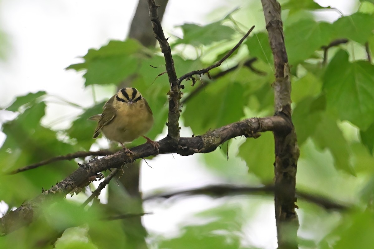 Worm-eating Warbler - ML618331112