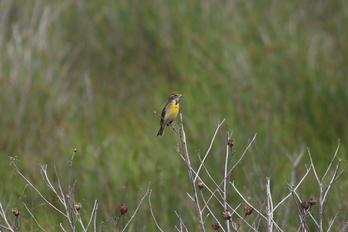 Dickcissel - ML618331160