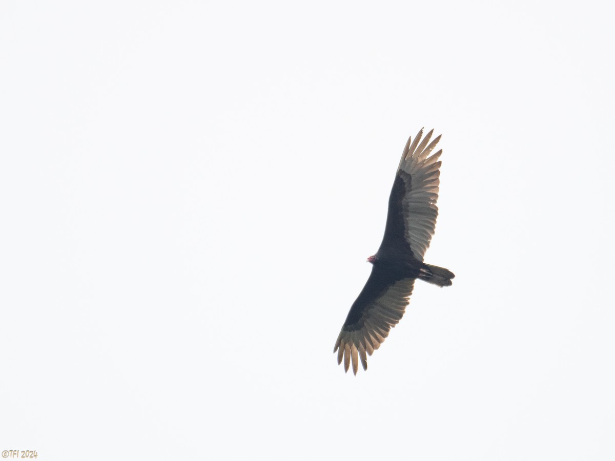 Turkey Vulture - ML618331167