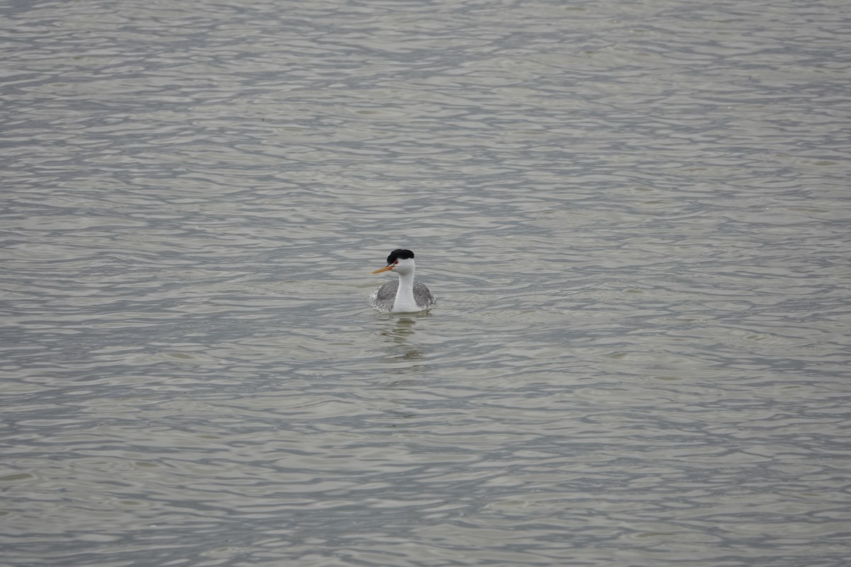 Clark's Grebe - ML618331173