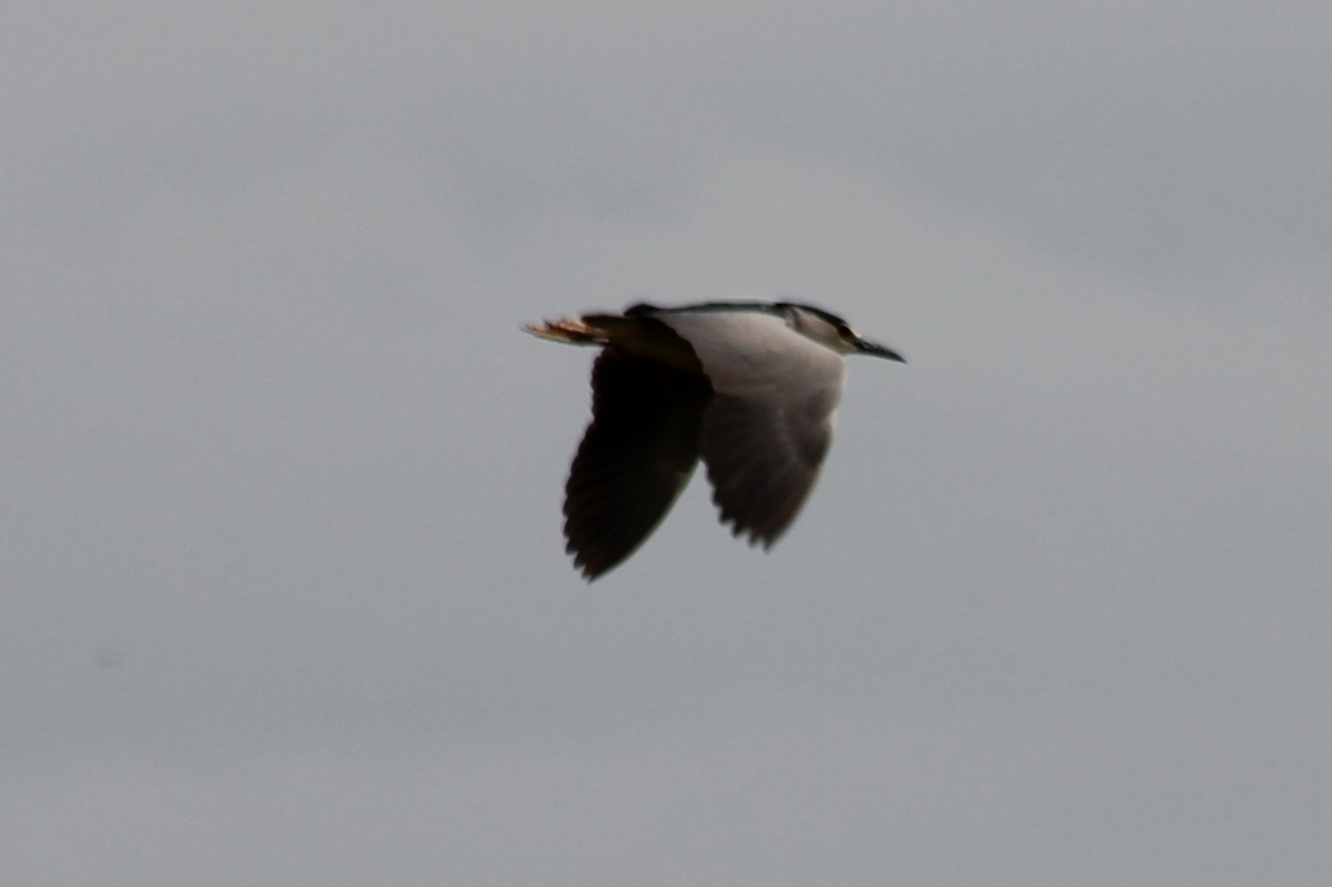 Black-crowned Night Heron - Vladislav Kurakhtenkov